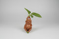 Figura gora mandragora de resina 13X6cm. IVA incluido.